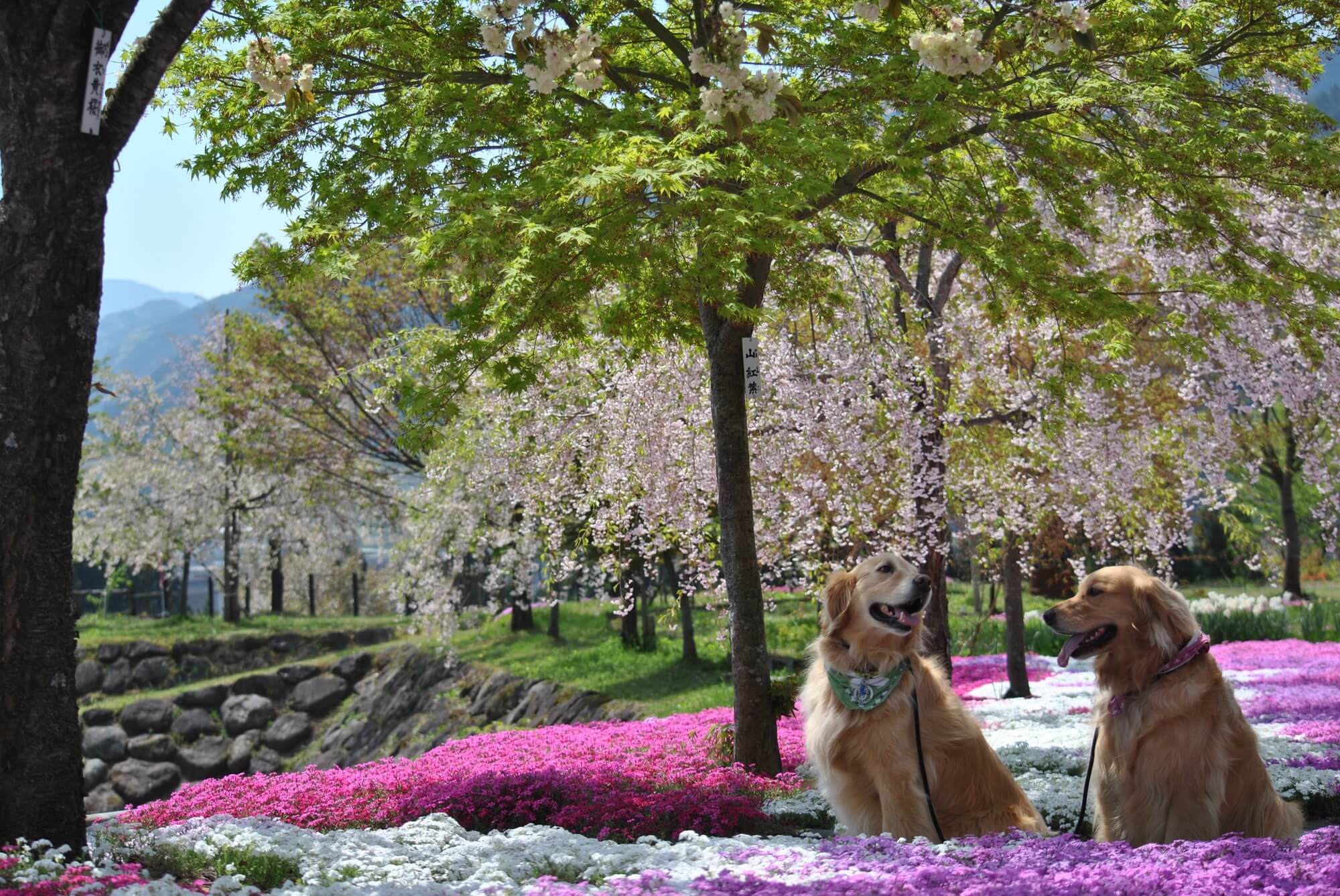 伝統文化と豊かな自然が魅力な岐阜県のドッグカフェを愛犬と楽しもう！